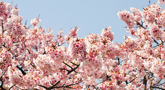 桜、スギ、ハンノキなど。春は花粉が多く飛散するので気を付けましょう。