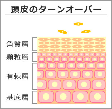 頭皮のターンオーバー