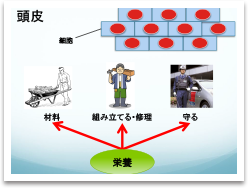 いい頭皮のために食べた方がいいものは？