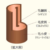 毛髪の構造