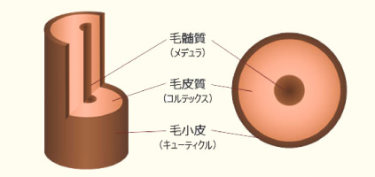 毛髪の構造　ヘアケア講座