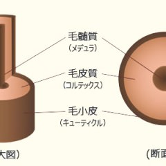 健康な髪の水分保有率はどのくらい？