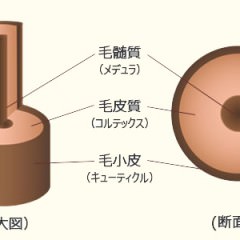 頭と身体の毛穴の違いや、髪の毛と体毛の違いとは？