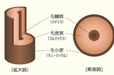 髪の毛（毛幹部）の構造