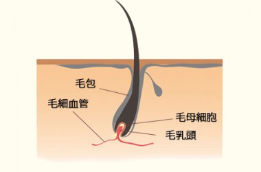 毛根部の構造