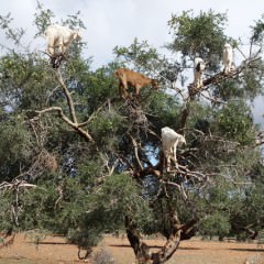 マヌカハニーで髪のツヤとハリを取り戻せる！