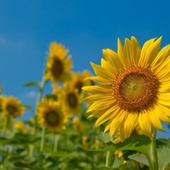 ヘアオイル使用なら自然乾燥でも大丈夫？！