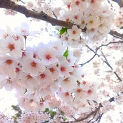 花粉の髪へ影響