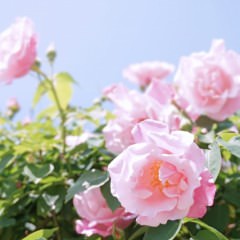 年齢と共に髪に艶がなくなる理由