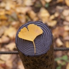 生活習慣が崩れると髪がパサパサになる