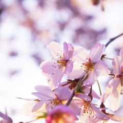毎日髪を結ぶのは頭皮に悪影響？