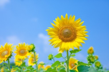 ヘアトラブルを解消！ひまわり油シャンプーの効果とは？