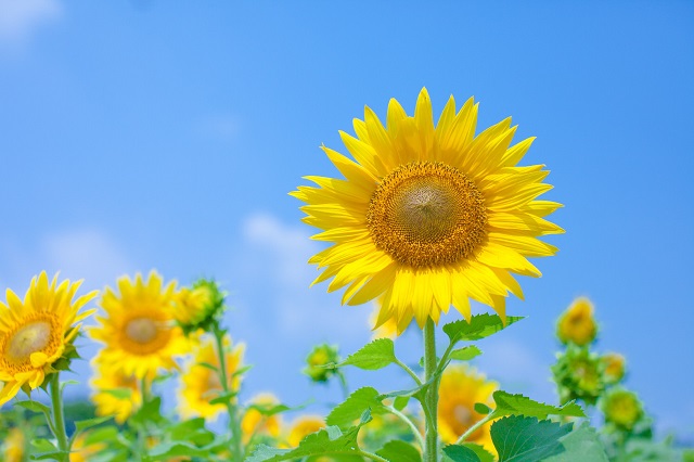 ヘアトラブルを解消！ひまわり油シャンプーの効果とは？