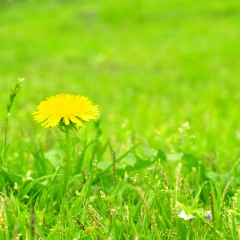 育毛効果のある「焼き海苔」で薄毛対策！