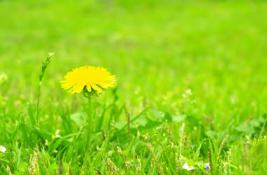 ミランダも愛用の「タンポポ茶」のヘアケア効果