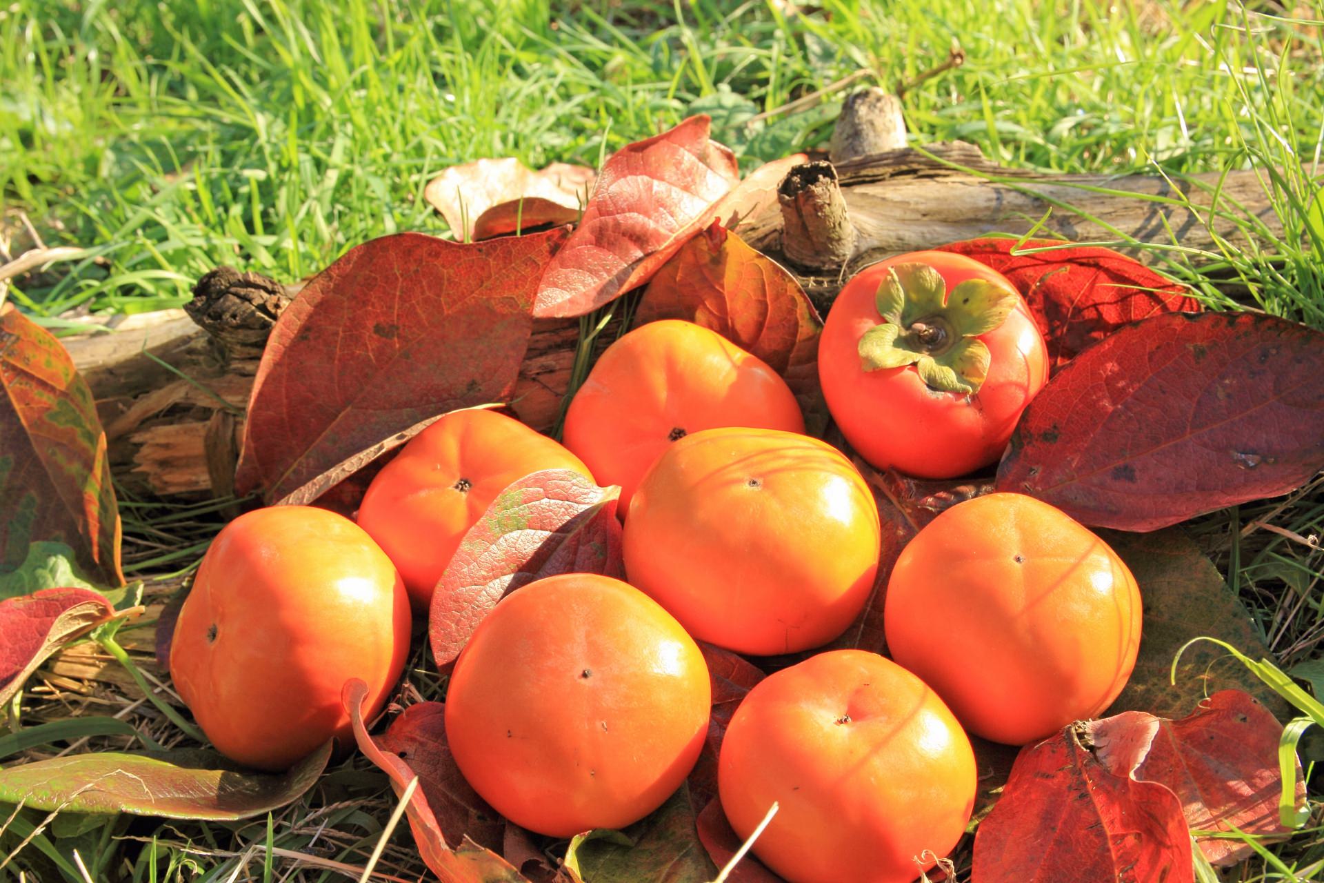 秋の味覚・柿のヘアケア効果