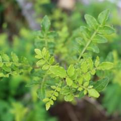 ほうれん草は育毛に最適野菜