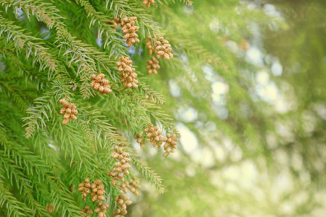 花粉の季節の正しい髪の洗い方とは？