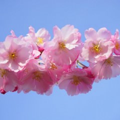 頭皮に良いシャンプーはエタノール入り?エタノールフリー?
