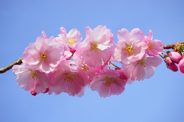 桜エキスが配合されているシャンプーで保湿ケアする方法とは？