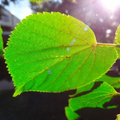 シュガースクラブって髪にも効果あるの？