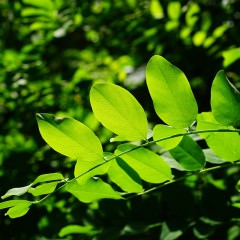 シャンプーを切らしてしまった！代用になるものとは？