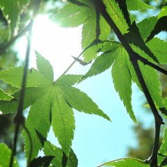 湿気が多い日に髪がベタつくのはなぜ？