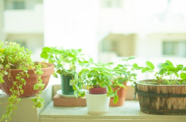 植物ヘアケアオイルは熱から髪を守る！