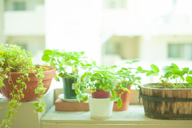 植物ヘアオイルは髪を熱から守る！