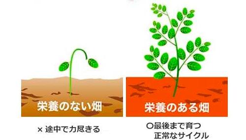 頭皮の栄養_修正