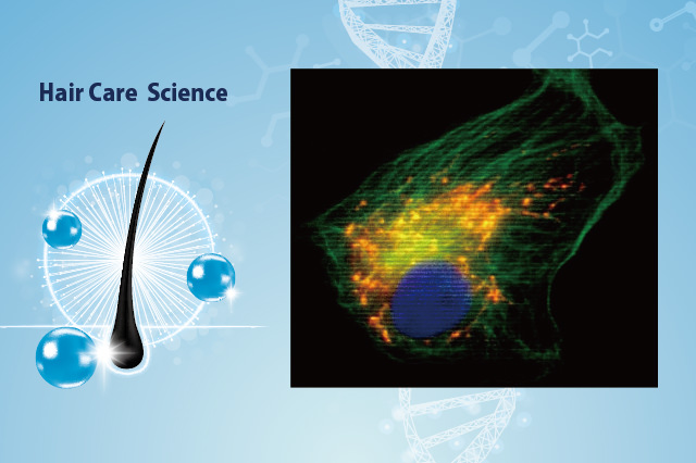 【博士監修の育毛講座】ミトコンドリアが弱ると髪もヘタる！育毛の新常識1