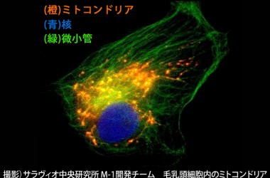 【博士監修の育毛講座】ミトコンドリアが弱ると髪もヘタる！育毛の新常識