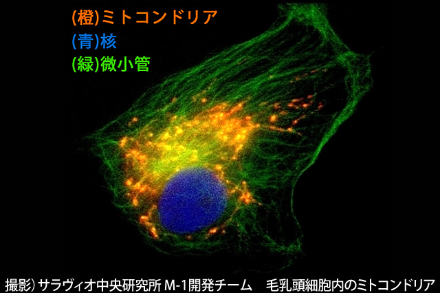 【博士監修の育毛講座】ミトコンドリアが弱ると髪もヘタる！育毛の新常識2