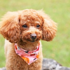 男女ともに人気のウルフヘアで脱マンネリヘアにしよう！