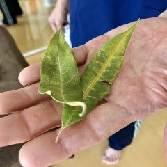 三軒茶屋駅にある和のヘッドスパ専門店、希翠（きっすい）に行ってきました！