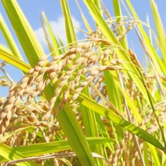 マスクをつけ続けてると頭皮や髪に影響を与えてしまうの？