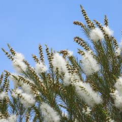 うねりのない髪に「ひまわりオイル」