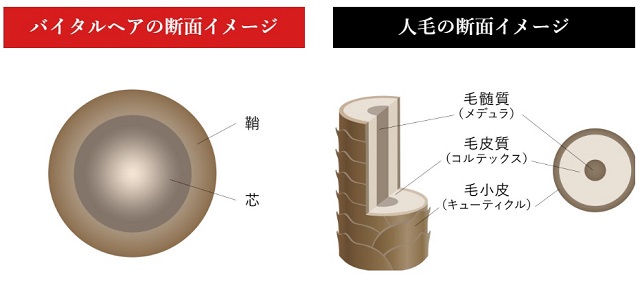 アデランスの値段や料金はいくら？維持する費用やかつら・増毛の価格を徹底調査しました！4