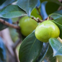 天然成分シャンプーに含まれる成分と効果