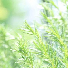 なた豆茶のヘアケア効果とは