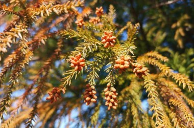 花粉は頭皮トラブルの原因に！髪に花粉が付かないようにするオススメの対策とは？