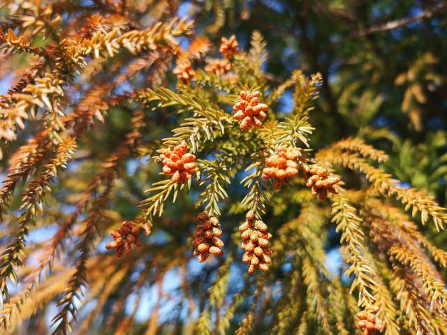 花粉は頭皮トラブルの原因に！髪に花粉が付かないようにするオススメの対策とは？