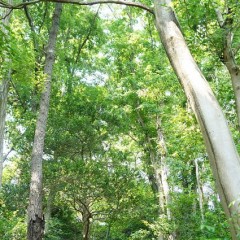 なたまめ茶がもたらす髪への効果とは