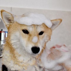 シャンプーも実は腐る事がある？！