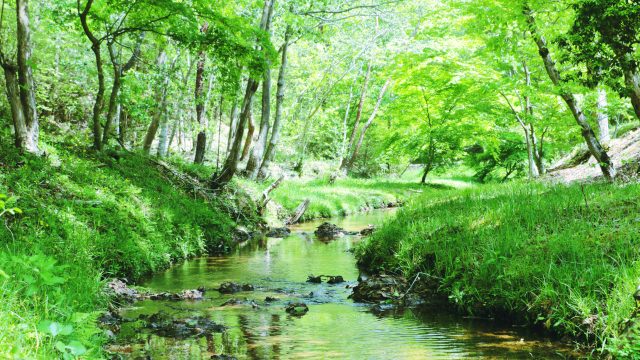 森林浴で心も身体もリラックス！髪への効果とは？