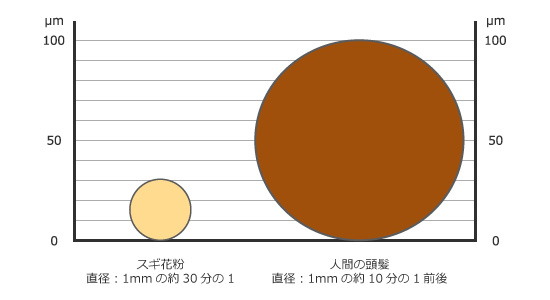 花粉は髪の毛の約3分の1のサイズしかありません。