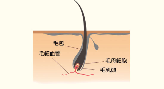 毛母細胞が傷つくと「髪を生やす」機能が低下して、薄毛や白髪の原因にもなります。