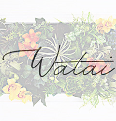 Watai（ワタイ）のギャラリー画像01